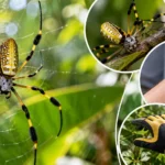 Banana Spider Identification, Bite & Safety Facts