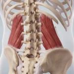 Quadratus Lumborum Muscle Anatomy & Function Explained